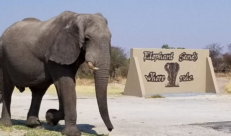 Elephant Sands Lodge